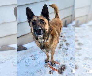 German Shepherd Dog-Unknown Mix Dogs for adoption in New London, WI, USA