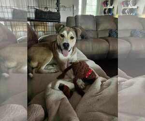 Huskies -Unknown Mix Dogs for adoption in Jacksonville, NC, USA