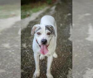 Great Dane-Unknown Mix Dogs for adoption in  Gainesville, FL, USA