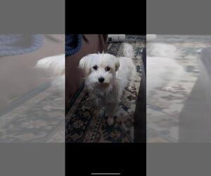 Maltese Dogs for adoption in Candler, NC, USA