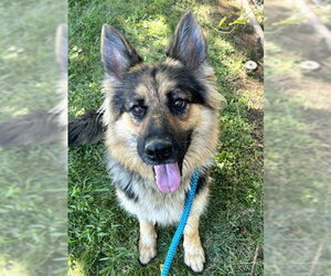 German Shepherd Dog Dogs for adoption in Sacramento, CA, USA