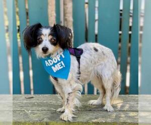 Cavalier King Charles Spaniel Dogs for adoption in Pacific Grove, CA, USA