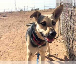 German Shepherd Dog Dogs for adoption in Santa Fe, NM, USA