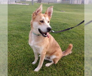 Siberian Husky-Unknown Mix Dogs for adoption in Omaha, NE, USA