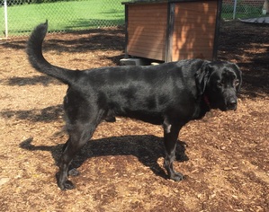 Labrador Retriever Dogs for adoption in Grantville, PA, USA