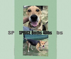 Medium Photo #2 Mutt Puppy For Sale in Woodbury, NY, USA