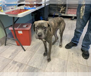 Mutt Dogs for adoption in Grand Prairie, TX, USA