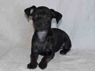 Chiweenie Dogs for adoption in Oroville, CA, USA