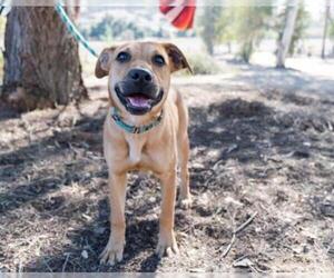 Rhodesian Ridgeback-Unknown Mix Dogs for adoption in El Cajon, CA, USA