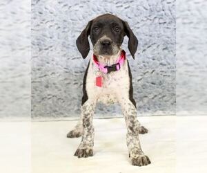 Mastiff Dogs for adoption in Mankato, MN, USA