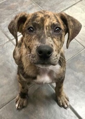 Medium Photo #1 Catahoula Leopard Dog-Unknown Mix Puppy For Sale in Fort Wayne, IN, USA