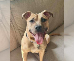 Black Mouth Cur-Unknown Mix Dogs for adoption in Springdale, PA, USA
