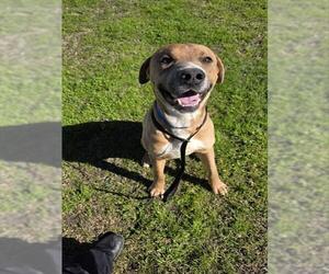 Labrador Retriever-Unknown Mix Dogs for adoption in Riverside, CA, USA