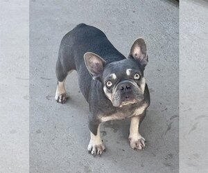 French Bulldog Dogs for adoption in Hesperia, CA, USA