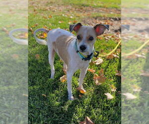 Mutt Dogs for adoption in Sandy, UT, USA