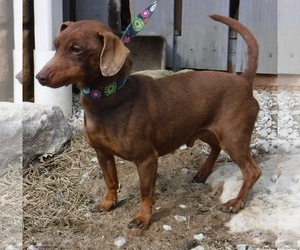 Doxie-Pin Dogs for adoption in Stockport, OH, USA