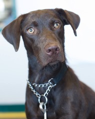 Labrador Retriever Dogs for adoption in Bellbrook, OH, USA