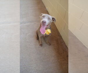American Pit Bull Terrier-Unknown Mix Dogs for adoption in McKinney, TX, USA