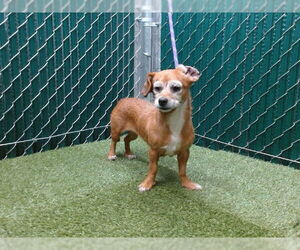 Chihuahua-Unknown Mix Dogs for adoption in Downey, CA, USA