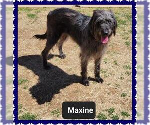 Irish Wolfhound-Unknown Mix Dogs for adoption in Granbury, TX, USA