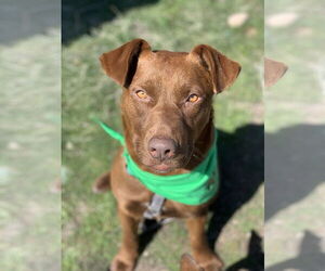 Labrador Retriever-Unknown Mix Dogs for adoption in Sandy, UT, USA