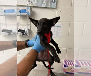 German Shepherd Dog Dogs for adoption in San Bernardino, CA, USA