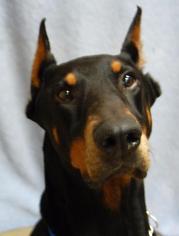 Doberman Pinscher Dogs for adoption in Richmond, IN, USA