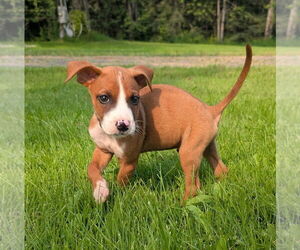 Bullboxer Pit Dogs for adoption in Duluth, MN, USA