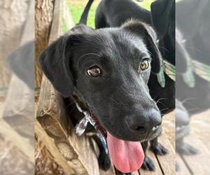 Labrador Retriever-Unknown Mix Dogs for adoption in Tulsa, OK, USA