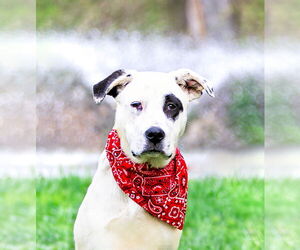 Labrenees Dogs for adoption in Unionville, PA, USA