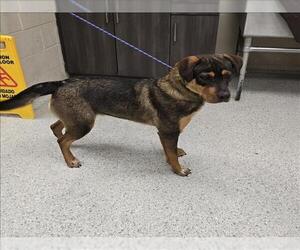 Labrador Retriever-Unknown Mix Dogs for adoption in Conroe, TX, USA