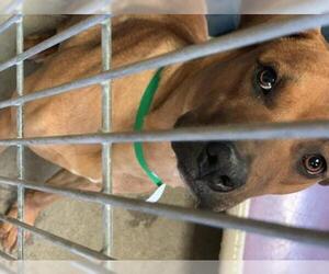 Boxer-Unknown Mix Dogs for adoption in Chandler, AZ, USA
