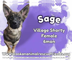 Australian Shepherd-Pembroke Welsh Corgi Mix Dogs for adoption in Anchorage, AK, USA
