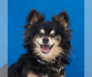 Pomeranian Dogs for adoption in Pasadena, CA, USA