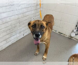 German Shepherd Dog Dogs for adoption in San Bernardino, CA, USA