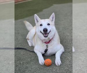 German Shepherd Dog-Unknown Mix Dogs for adoption in Las Vegas, NV, USA