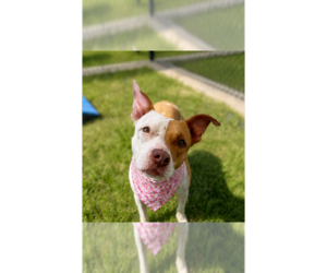 Mutt Dogs for adoption in Grovertown, IN, USA