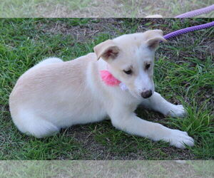 Shepradors Dogs for adoption in Bandera, TX, USA