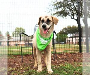 Mutt Dogs for adoption in San Antonio, TX, USA