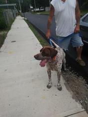 German Shorthaired Pointer Dogs for adoption in Chicopee, MA, USA