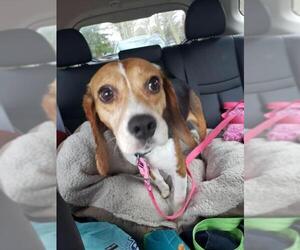 Beagle Dogs for adoption in Flushing, NY, USA