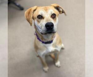 Boxador Dogs for adoption in Aurora, CO, USA