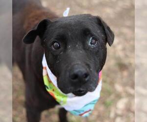 Labrador Retriever-Unknown Mix Dogs for adoption in San Antonio, TX, USA