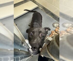 Labrador Retriever Dogs for adoption in Glen Allen, VA, USA