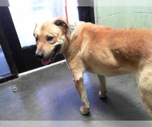 Labrador Retriever-Unknown Mix Dogs for adoption in Tulsa, OK, USA