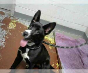 Border-Aussie Dogs for adoption in Atlanta, GA, USA
