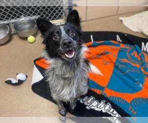 Border Collie Dogs for adoption in Fort Wayne, IN, USA