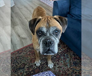 Boxer Dogs for adoption in Austin, TX, USA