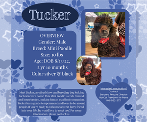 Poodle (Miniature) Dogs for adoption in Rancho Cordova, CA, USA
