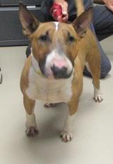 Bull Terrier Dogs for adoption in Johnson City, TN, USA
